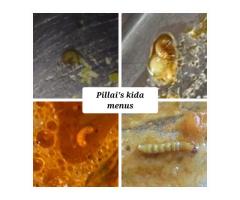 Found worms and insects in Pillai Boy's Hostel mess food.